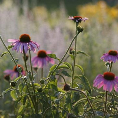 Backlit Echinacea purpurea glows in the evening light, its rich hues and striking forms adding depth to the naturalistic garden.