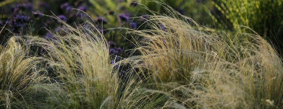 Mexican feather grass (Nassella tenuissima) swaying in the wind, with Verbena bonariensis adding a soft purple backdrop.