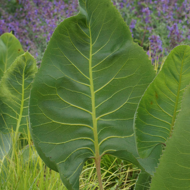 Silphium terebinthinaceum with bold green leaves, set in a naturalistic planting with Sesleria autumnalis and Nepeta in the background.