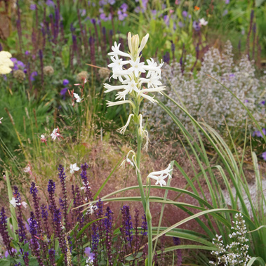 Tuberose (Polianthes tuberosa) with delicate white blooms, set in a naturalistic planting with Salvia, Gaura, and ornamental grasses.