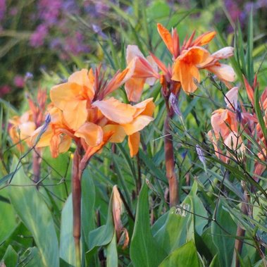 Canna ‘Tangelo’ with vivid orange blooms and lush green foliage, adding bold color and tropical flair to the summer garden.