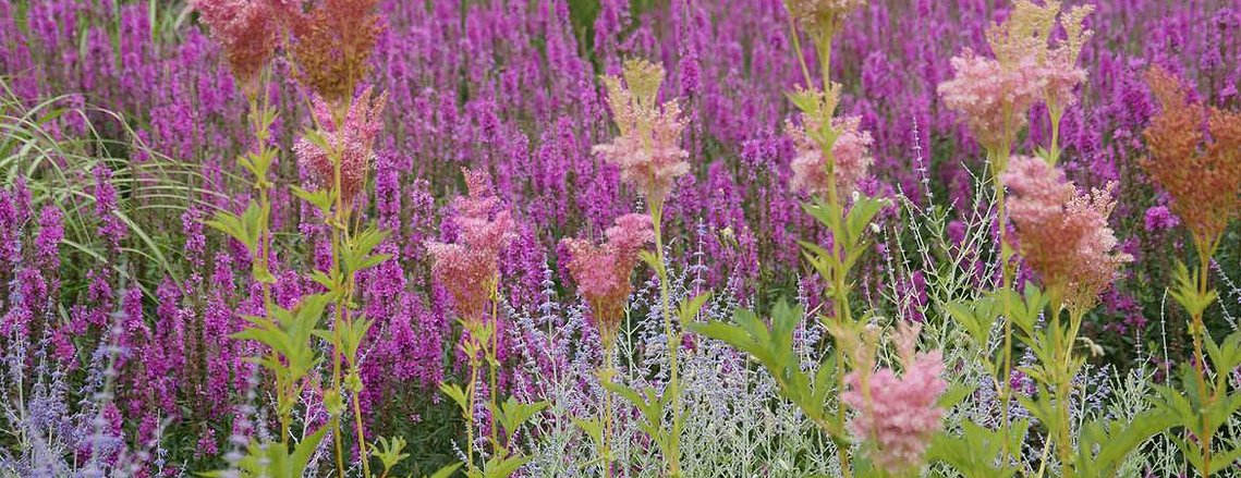 Filipendula rubra, Lythrum salicaria ‘Morden’s Pink,’ and Perovskia atriplicifolia in a bold, layered naturalistic planting.