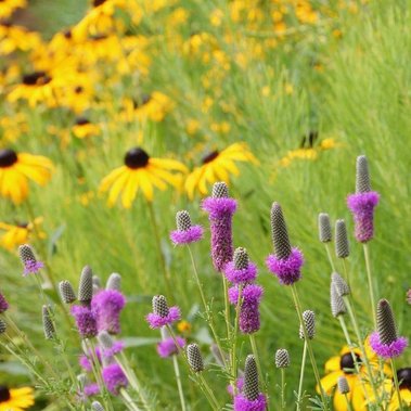 Rudbeckia ‘Goldsturm,’ Dalea purpurea, and Amsonia hubrichtii in a bold, high-contrast naturalistic planting with rich texture and movement.