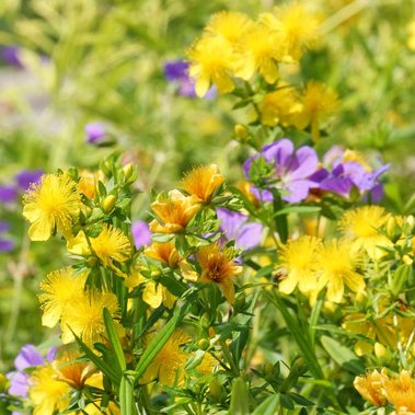 Hypericum ‘Gemo’ and Geranium ‘Azure Rush’ in a vibrant naturalistic planting with contrasting yellow and purple flowers.