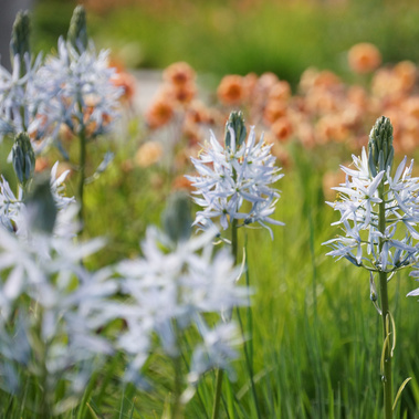 Camassia ‘Blue Heaven’ with delicate blue flowers, set in a naturalistic planting with Geum ‘Mai Tai’ adding warm orange tones in the background.