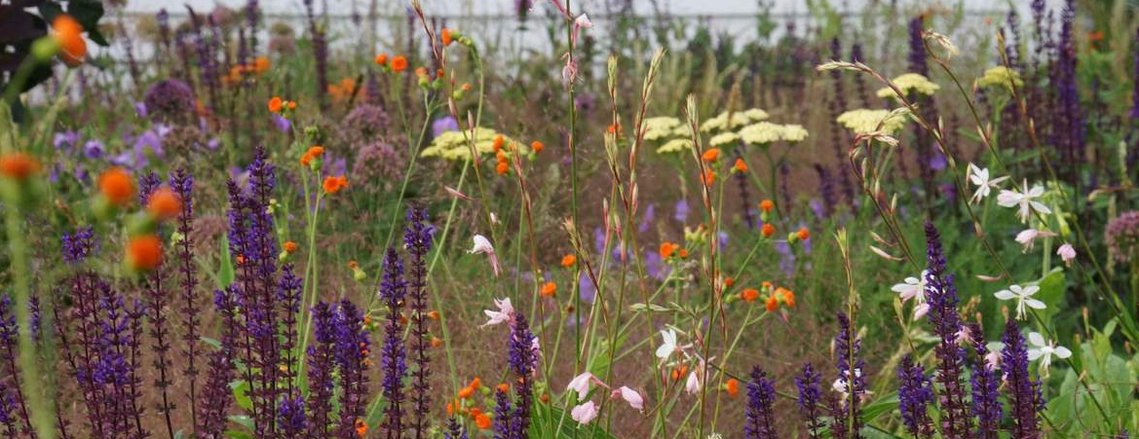 A naturalistic planting with purple Salvia, yellow Achillea, white Gaura, and orange Emilia, creating a layered, meadow-like effect.