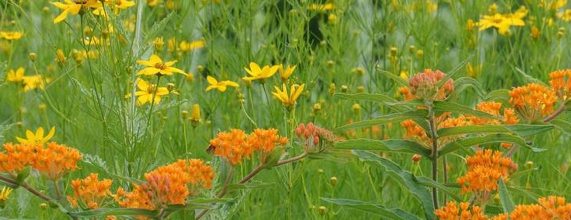 Butterfly weed (Asclepias tuberosa) and Coreopsis in a vibrant naturalistic planting with bright orange and yellow flowers.