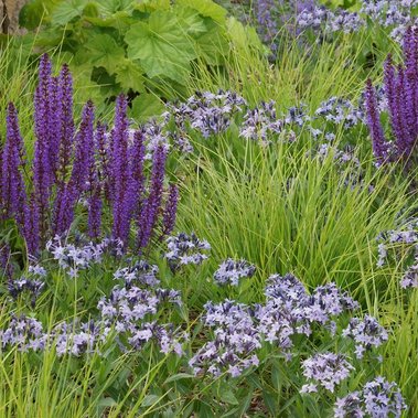 Salvia ‘Caradonna,’ Amsonia ‘Blue Ice,’ Heuchera ‘Autumn Bride,’ and Sesleria autumnalis in a matrix-style, naturalistic planting.