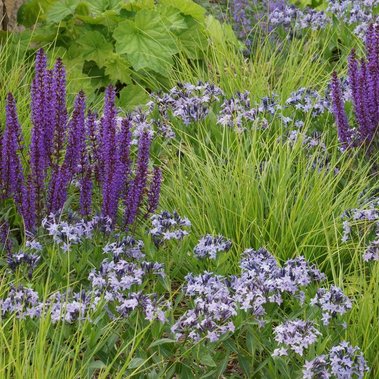 Salvia ‘Caradonna,’ Amsonia ‘Blue Ice,’ Heuchera ‘Autumn Bride,’ and Sesleria autumnalis in a matrix-style, naturalistic planting.
