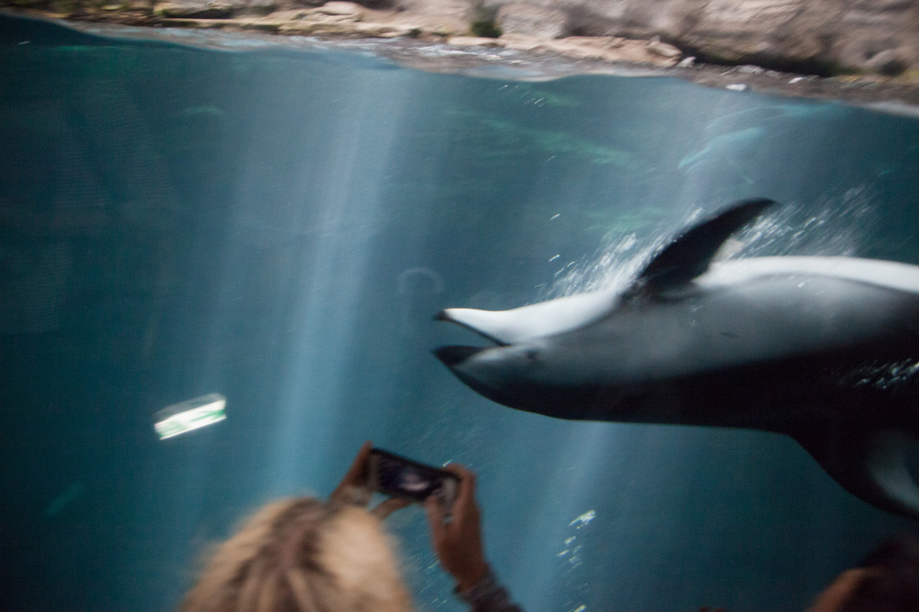 Dolphin, Aquarium, Osaka, Japan,