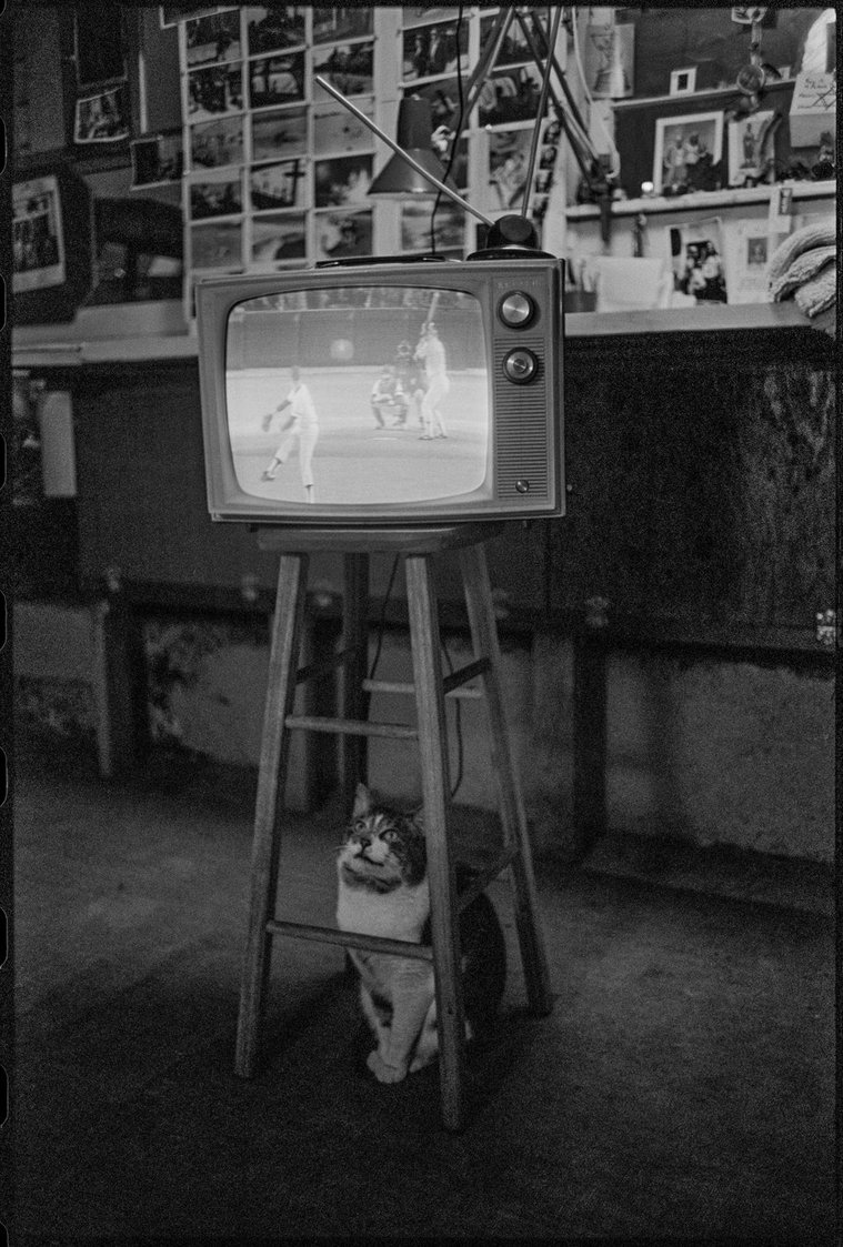 Nicholas Blair photography copyright 1977, black and white, cat with television