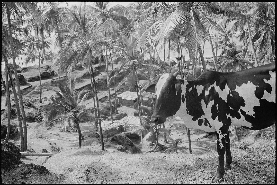 Nicholas Blair photography copyright 1978, black and white, cow, palm trees