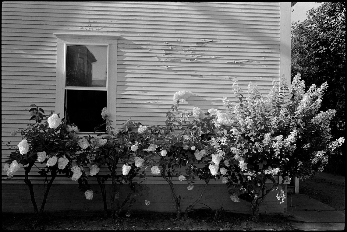 Nicholas Blair photography copyright 1985, black and white, Architecture, hydrangea, peeling paint