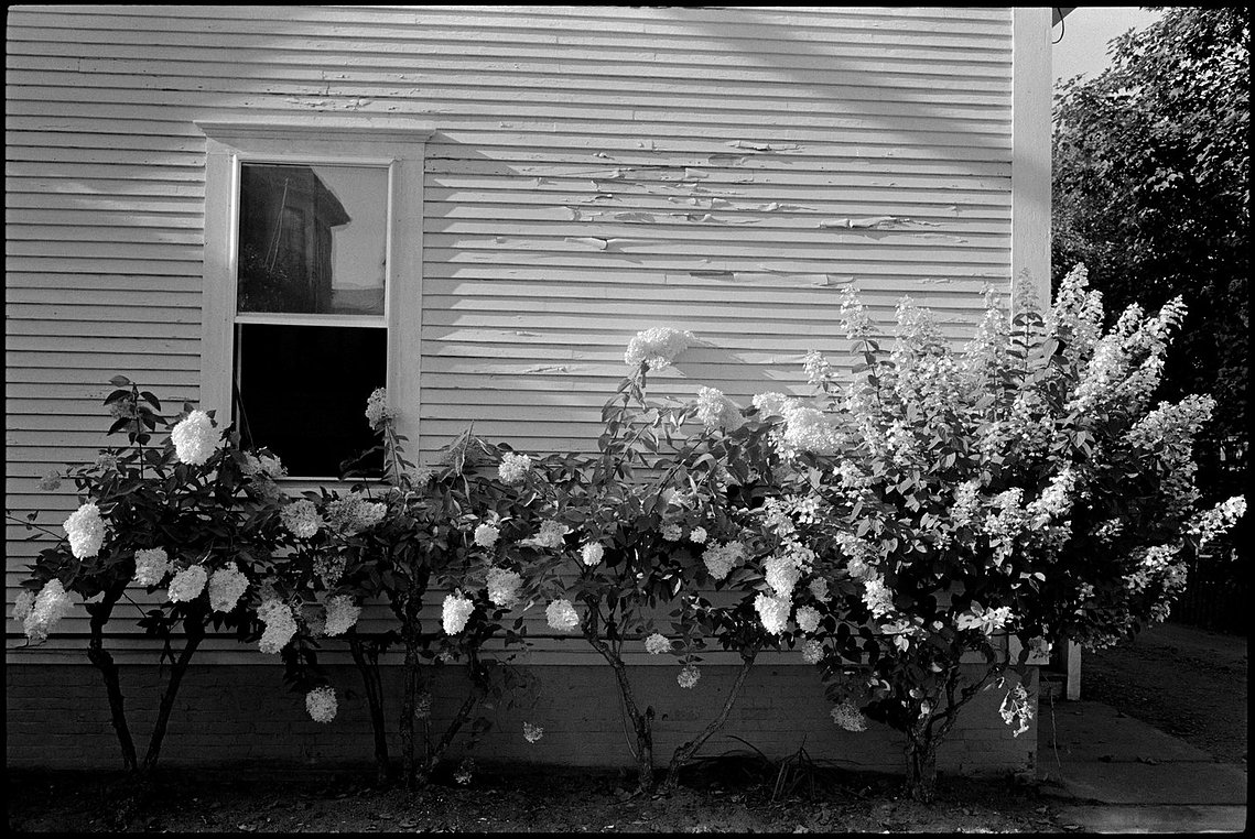 Nicholas Blair photography copyright 1985, black and white, Architecture, hydrangea, peeling paint