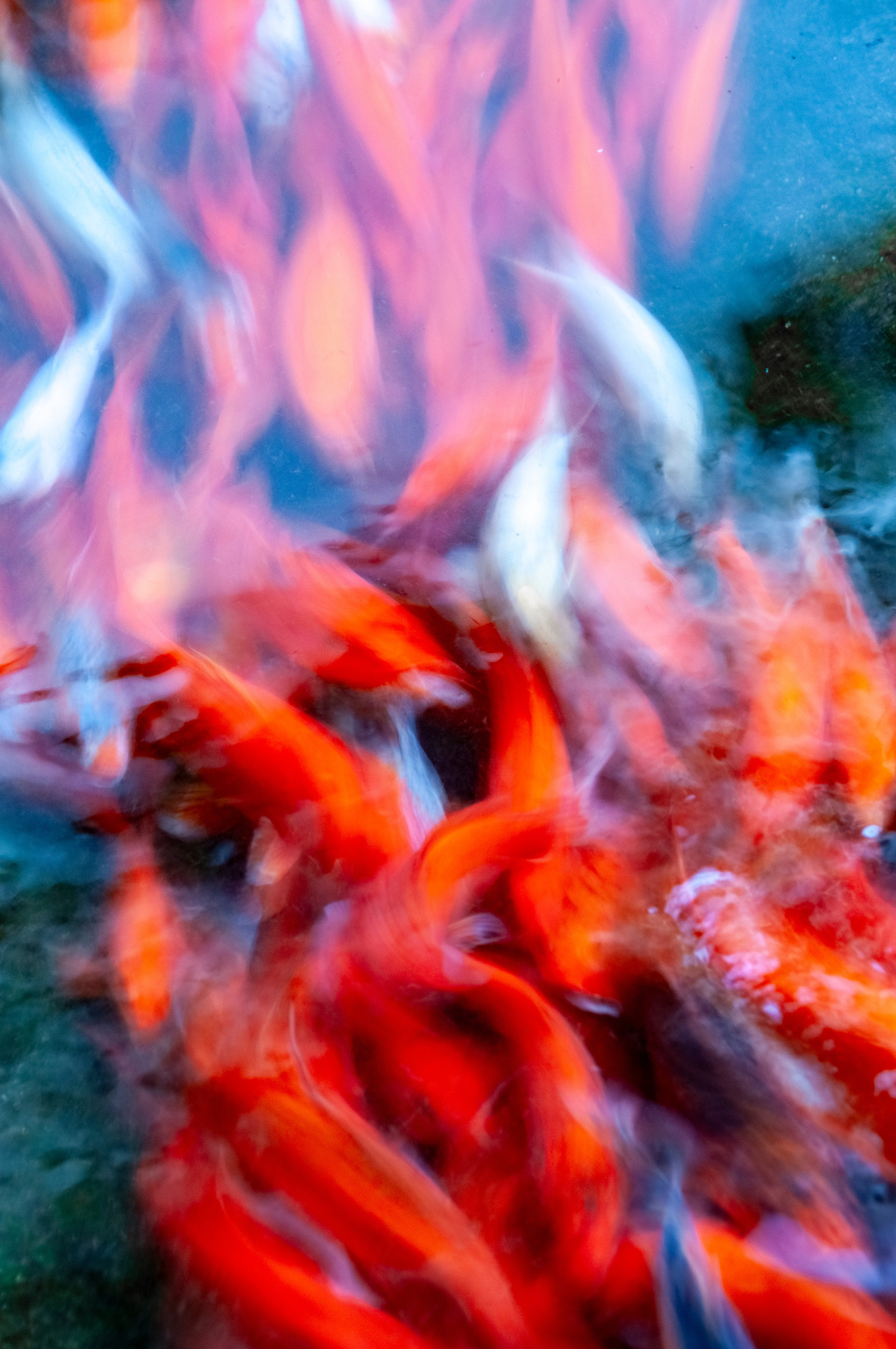 Koi pond, Tanjung Benoa, Bali, Indonesia