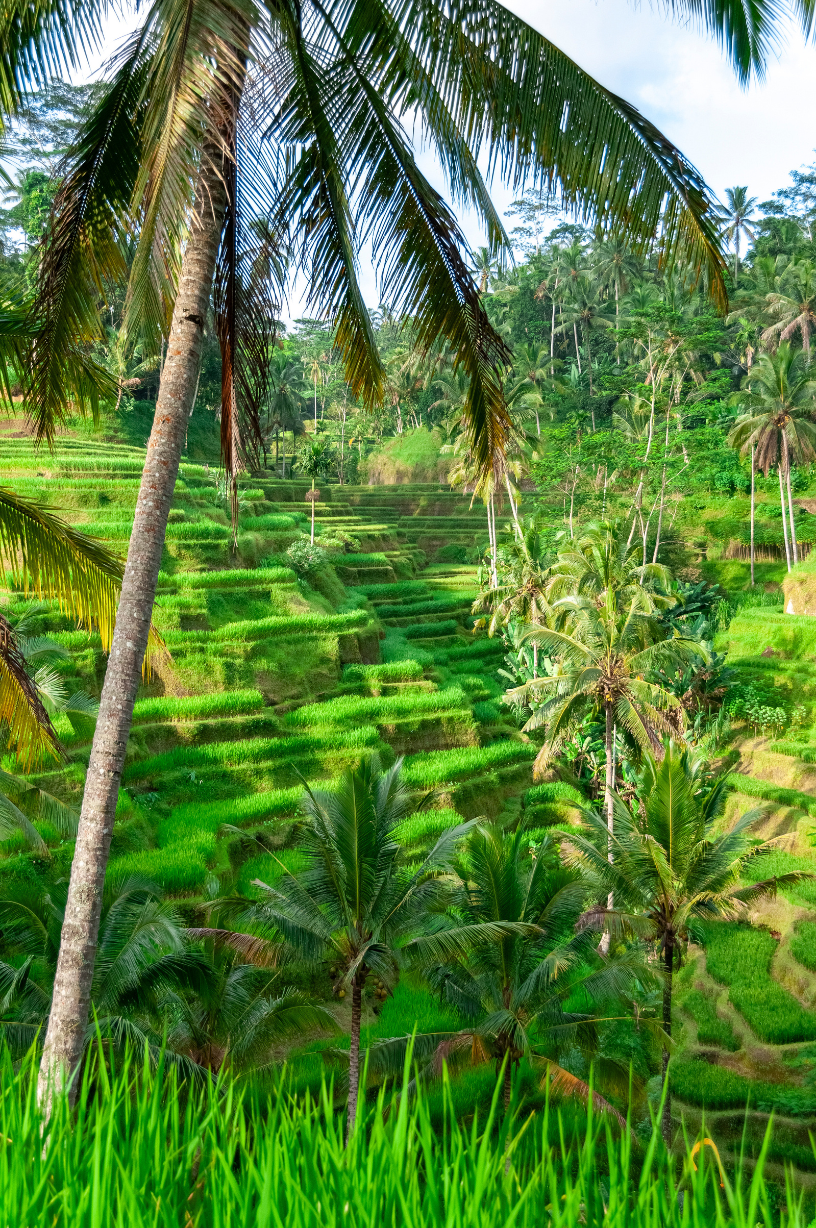 Rice terraces, Bali, Indonesia