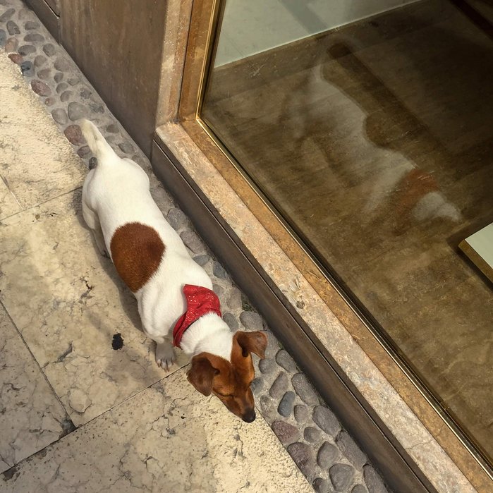 Dog on a street in Verona, Italien/Hund auf einer Strasse in Verona, Italien (Foto: Marcel Rauschkolb)