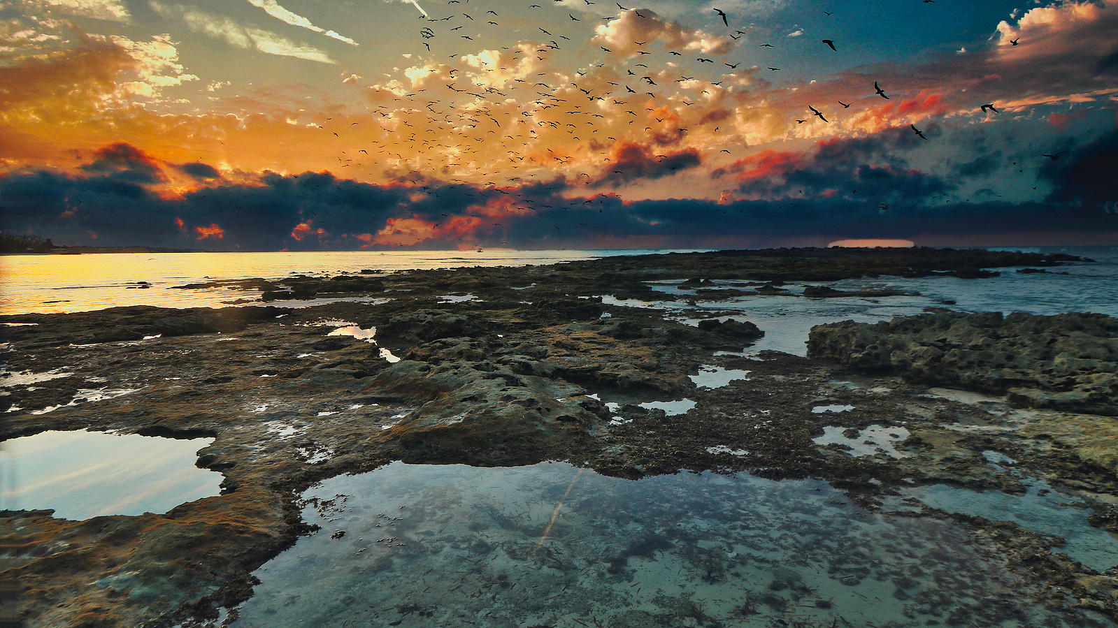 https://fineartamerica.com/featured/birdrise-montez-kerr.html
