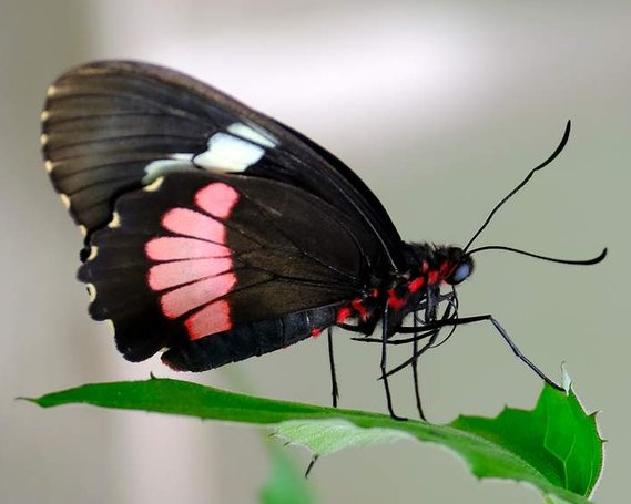 Black & pink butterfly on a leaf