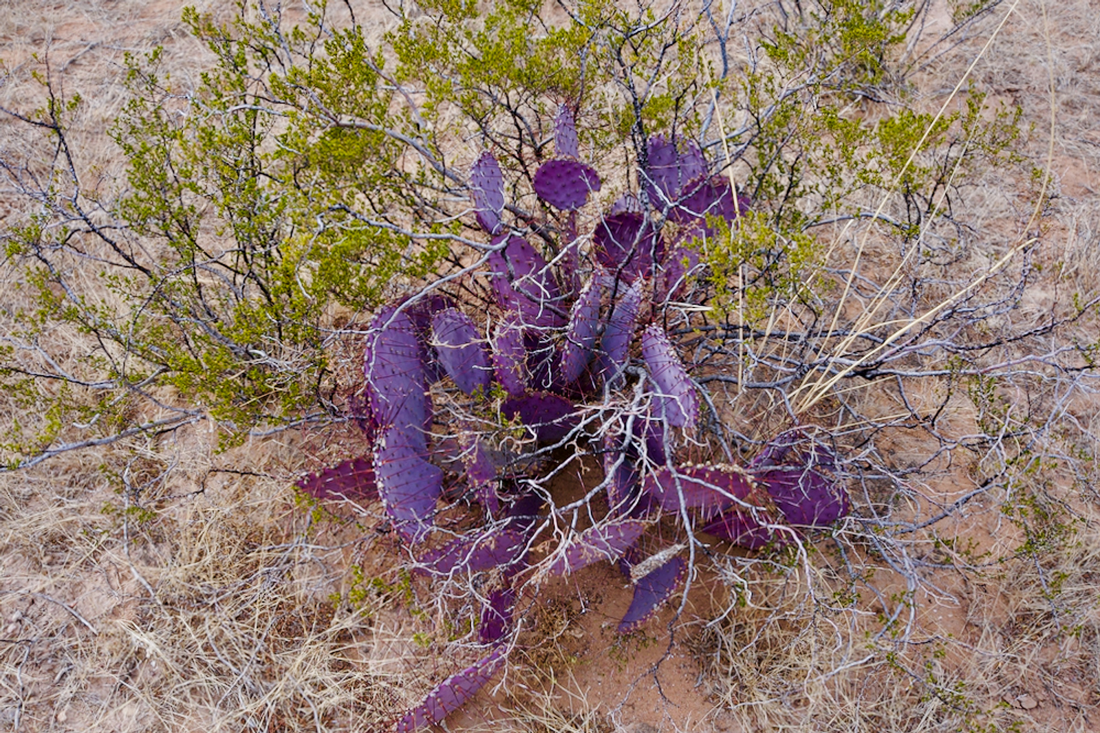 Purple prickly pear pads in the West Texas desert
