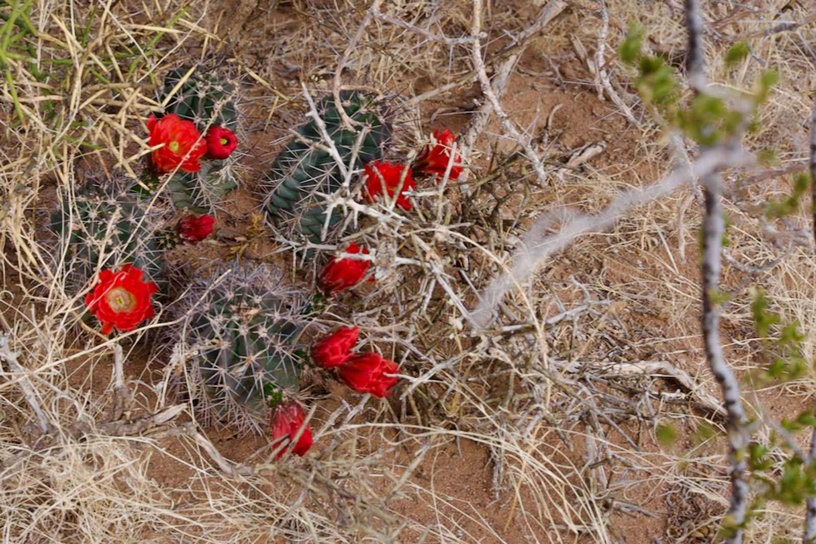 Red barrel cactus flowers in the West Texas desert