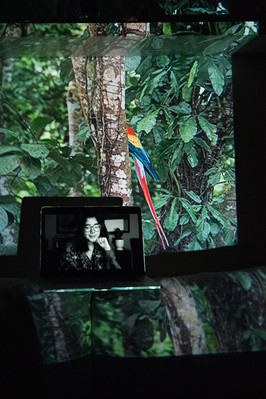 Digital portrait on a laptop screen with an image of a guacamaya hiding behind a tree, projected into the background.