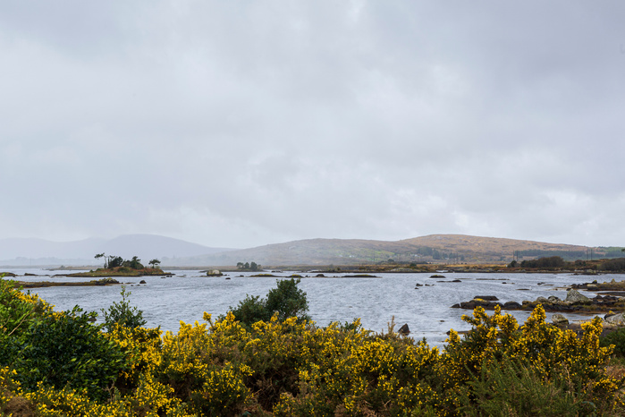Gorse flower brings a pop of yellow to Connemara's often grey and blue landscape