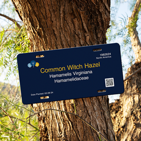 New Tree ID sign wrapped around a tree trunk, featuring a dark blue background, Humber logo, plant name, location, planting date, and a QR code for additional information.