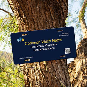 New Tree ID sign wrapped around a tree trunk, featuring a dark blue background, Humber logo, plant name, location, planting date, and a QR code for additional information.