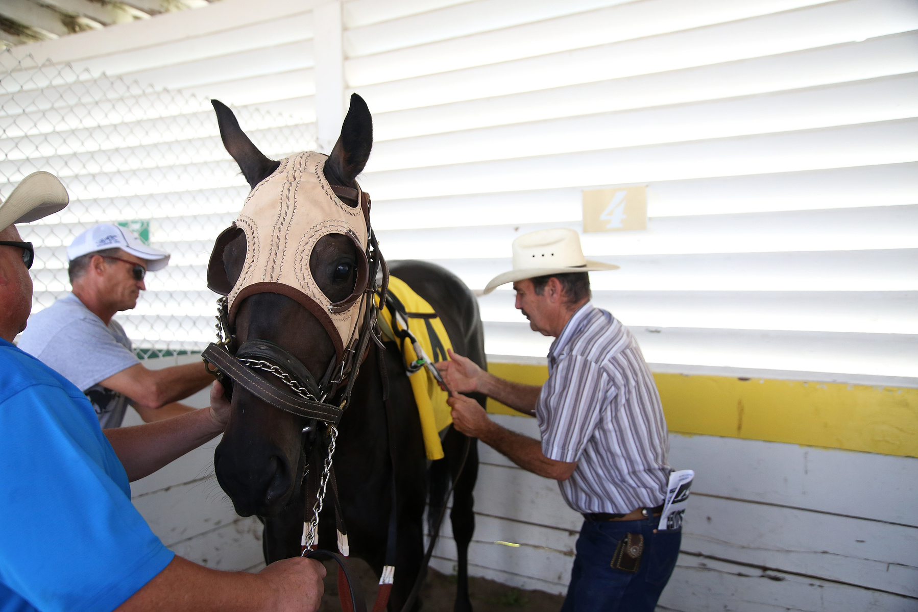 COLUMBUS, NEB - 9/6/2015 - Miss TLC owned and trained by R. Dean Bliss is saddled just before the race at AG Park on Saturday. JENNA VONHOFE/Lincoln Journal Star
