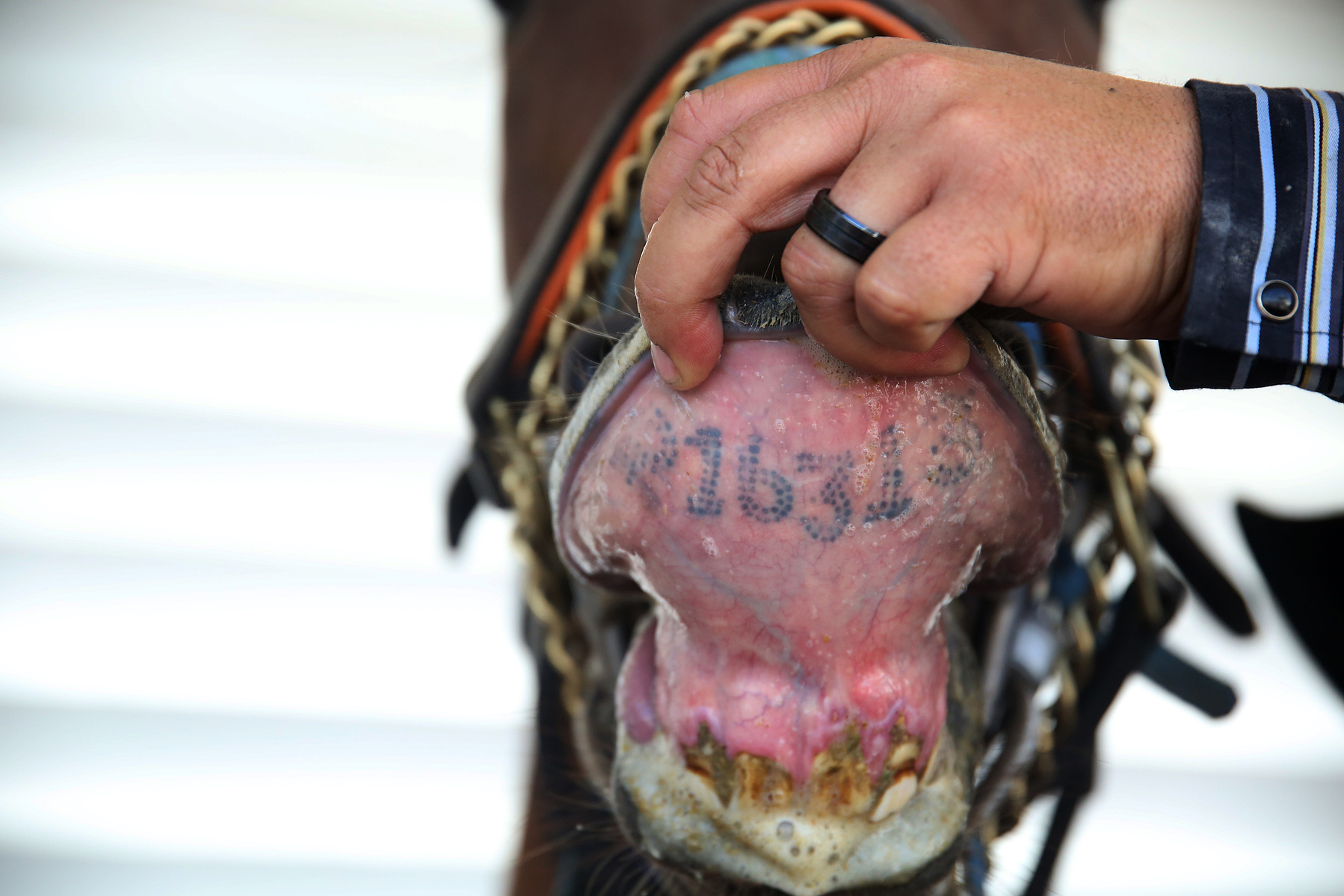 COLUMBUS, NEB - 9/6/2015 -Inside the saddling paddock Fred Ecoffey, the paddock judge and identifier checks the tattoo of VanHorne's Village to confirm its identity before the first race at AG Park. JENNA VONHOFE/Lincoln Journal Star