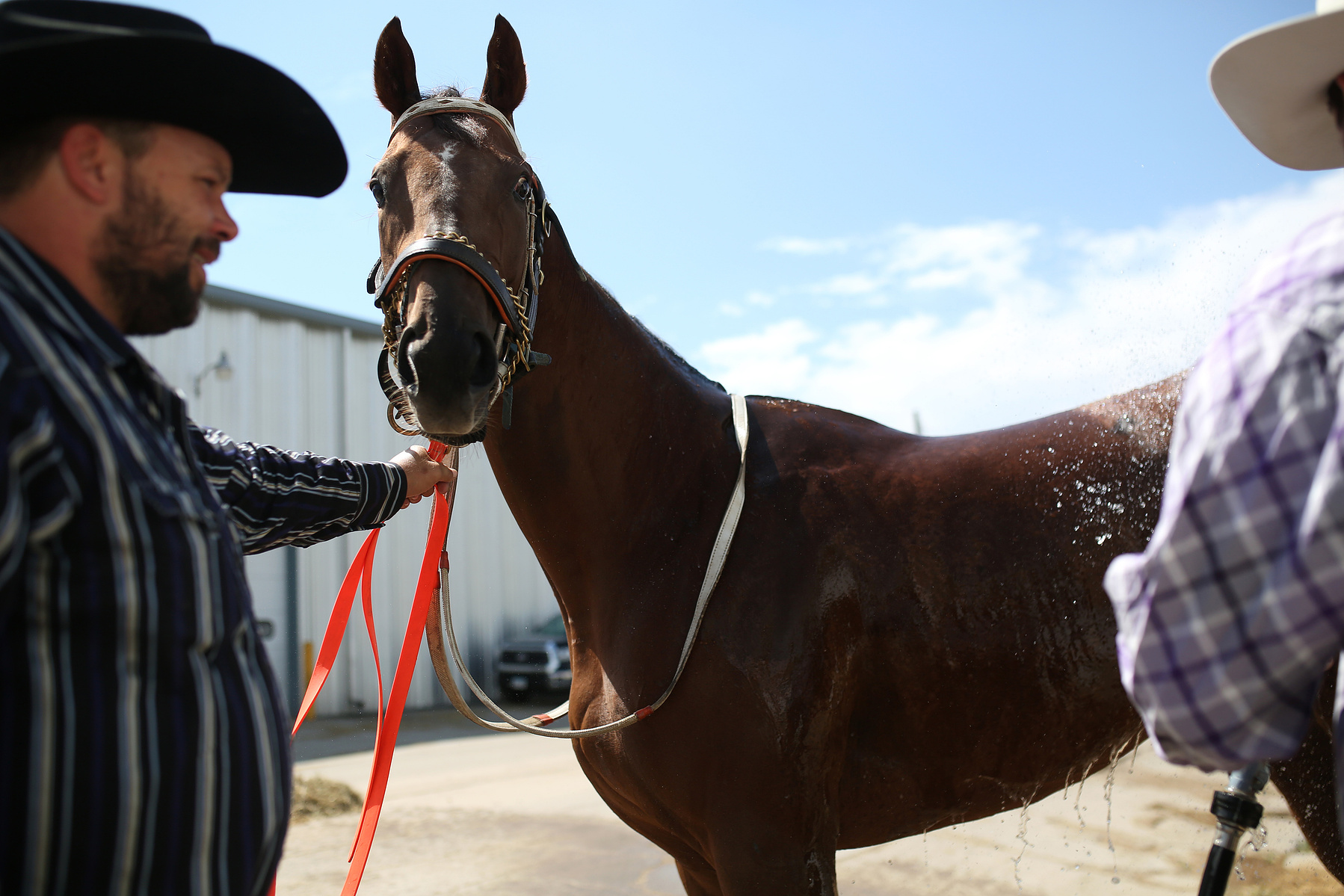 COLUMBUS, NEB - 9/6/2015 - VanHorne's Village, running in the first race of the day, is watered down before being saddled by trainer Schuyler Condon (right) as Nathan Moore (left) holds the young Thoroughbred mare outside of the paddocks at AG Park on Sat