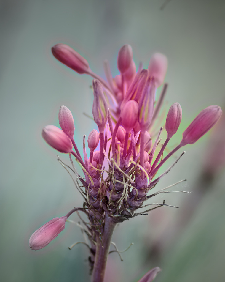 Red Yucca flower