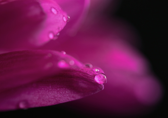 macro flower with water drops