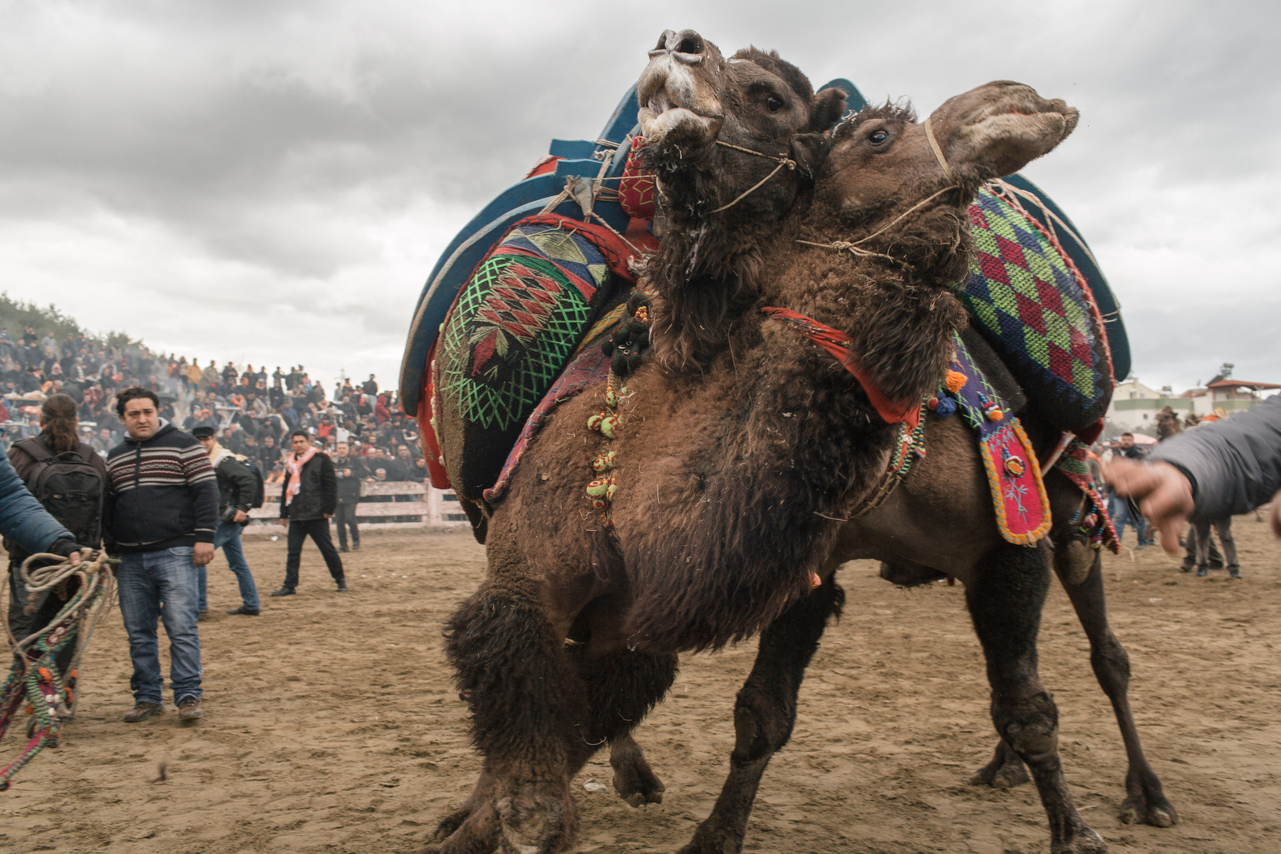 TURKEY, Izmir, Selçuk. Competing camels wrestle during the 35th Selçuk Camel Wrestling Festival. Camel trainers and owners stand close to the camels to ensure the wrestling doesn't get too violent.