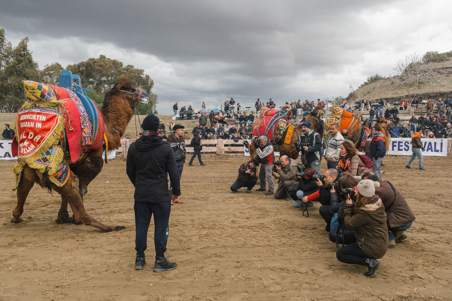 TURKEY, Izmir, Selçuk. Competing camels are paraded around the wrestling arena, before fans and the media at the 35th annual Selçuk Camel Wrestling Festival.