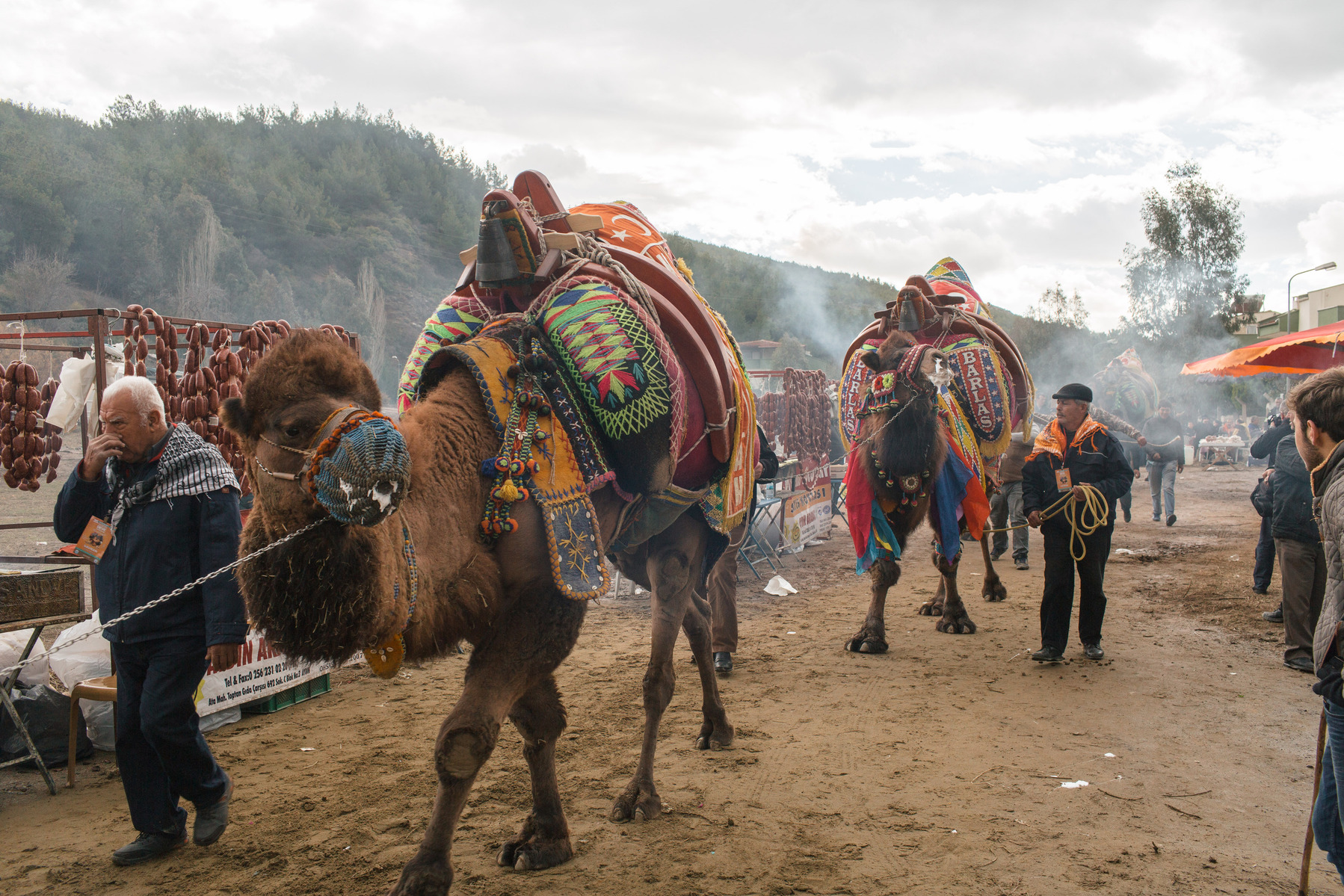 TURKEY, Izmir, Selçuk. Competing camels are walked to the wrestling arena, past fans and food stalls selling camel sausages and sandwiches at the 35th annual Selçuk Camel Wrestling Festival.