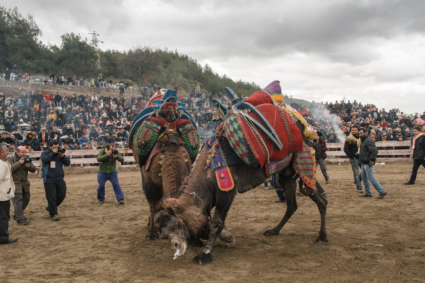 TURKEY, Izmir, Selçuk. Competing camels wrestle during the 35th Selçuk Camel Wrestling Festival. Camel trainers and owners stand close to the camels to ensure the wrestling doesn't get too violent.