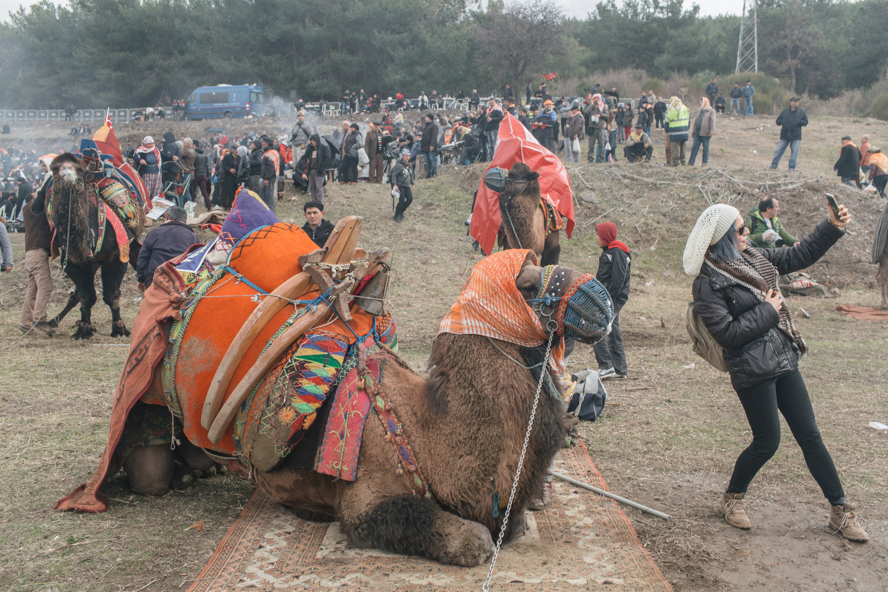 TURKEY, Izmir, Selçuk. A spectator takes a selfie with a competiting camel at rest during the 35th annual Selcuk Camel Wrestling Festival.