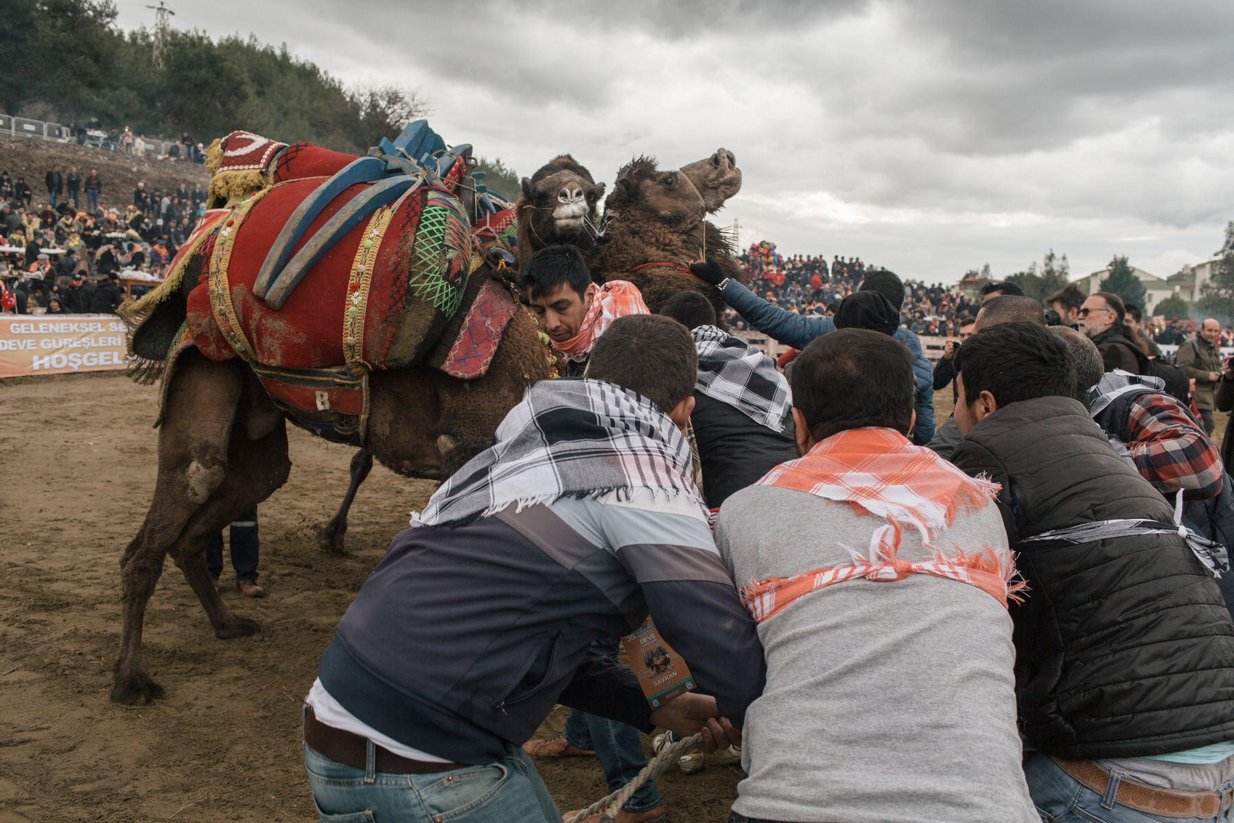TURKEY, Izmir, Selçuk. Competing camels wrestle during the 35th Selçuk Camel Wrestling Festival. Camel trainers and owners stand close to the camels to ensure the wrestling doesn't get too violent.