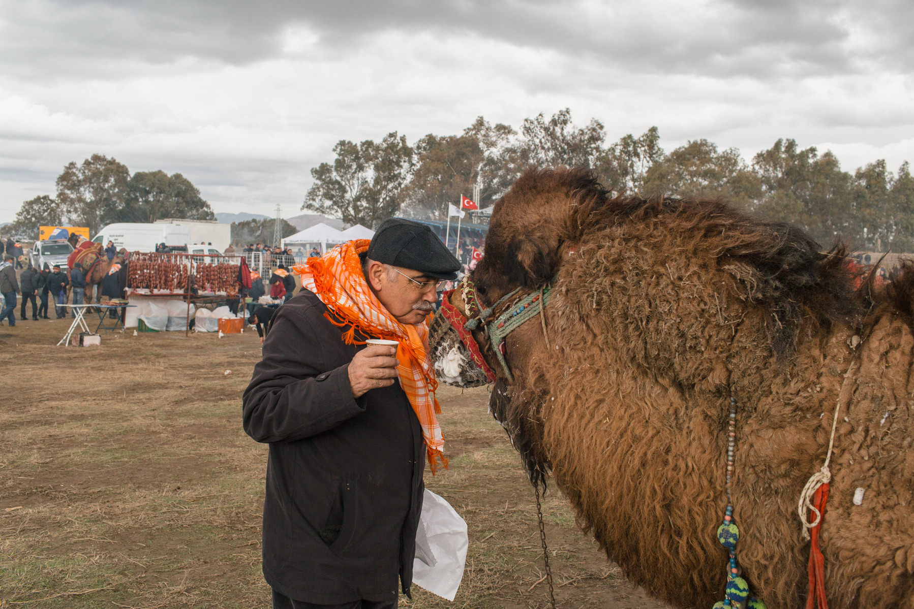 TURKEY, Izmir, Selçuk. A fan talks and kisses a competing camel at rest at the 35th annual Selçuk Camel Wrestling competition, near Izmir, Turkey