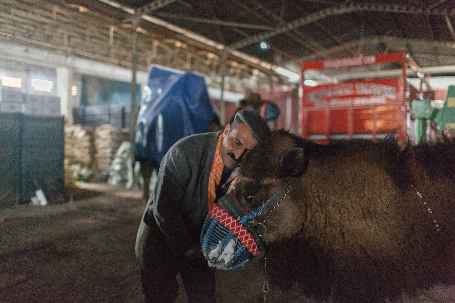 TURKEY, Izmir, Selçuk. Camels are kept in a warehouse used to store farming products after arriving in the town of Selçuk a day before the wrestling event. Owners and trainers take care of their camels, which can cost up to 100,000 Euros