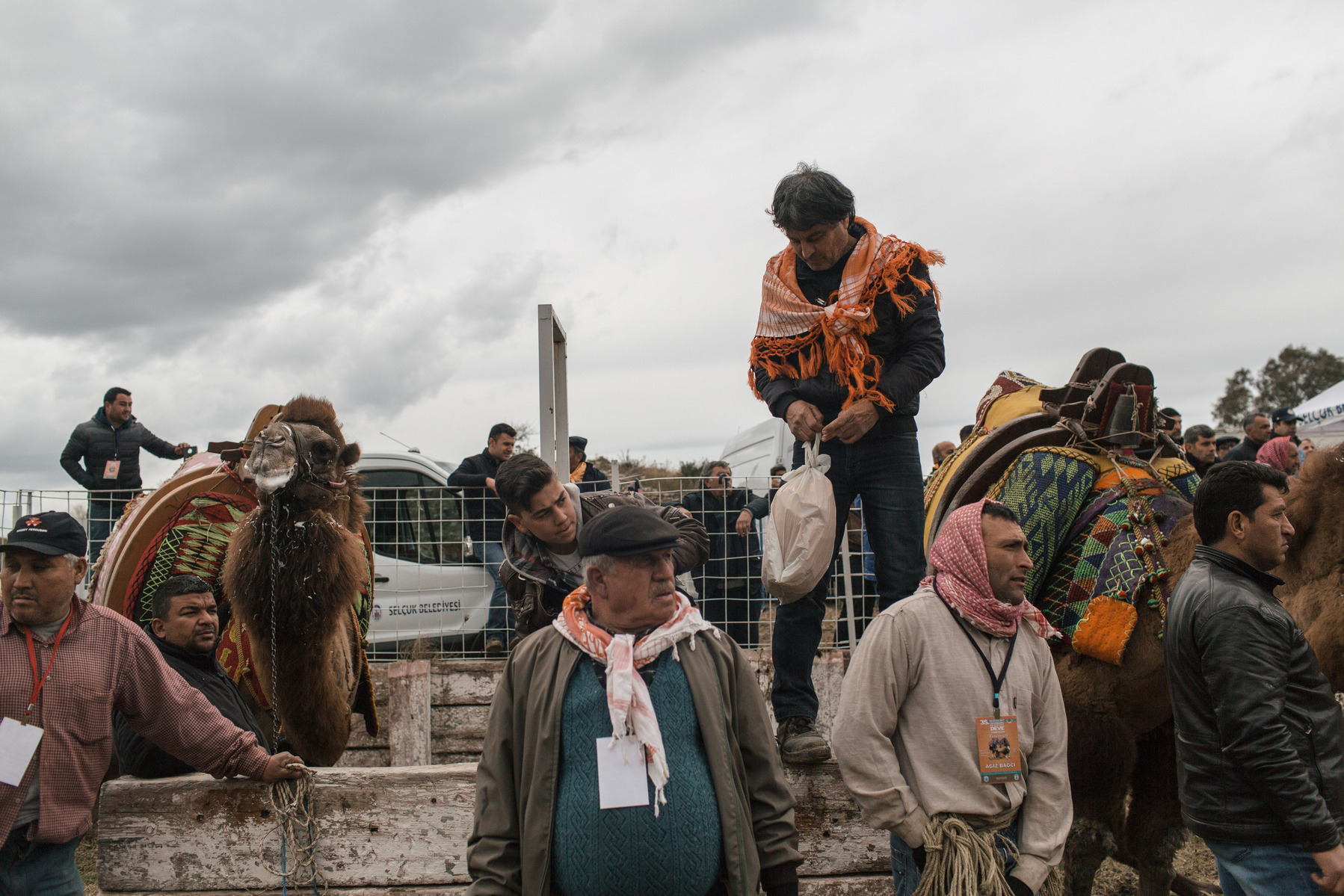 TURKEY, Izmir, Selçuk. Camel owners and trainers watch the 35th annual Selcuk Camel Wrestling Festival competition near Izmir, Turkey. The event usually draws large crowds of upto 20 thousand, although this year the numbers were lower due to recent securi