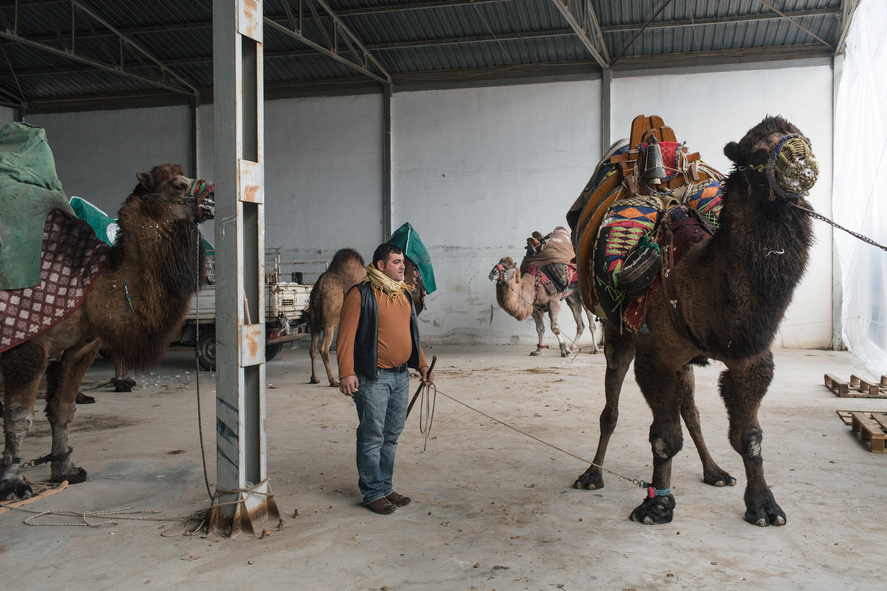 TURKEY, Izmir, Selçuk. Camels are kept in a warehouse used to store farming products after arriving in the town of Selçuk a day before the wrestling event. Owners and trainers take care of their camels, which can cost up to 100,000 Euros