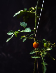 ripening tomato on vine