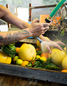 tattooed hands urban farm fresh citrus