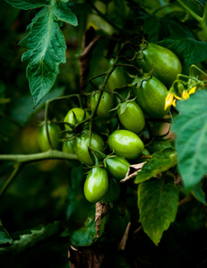 green tomatoes in the field