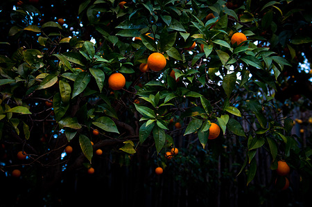 orange grove