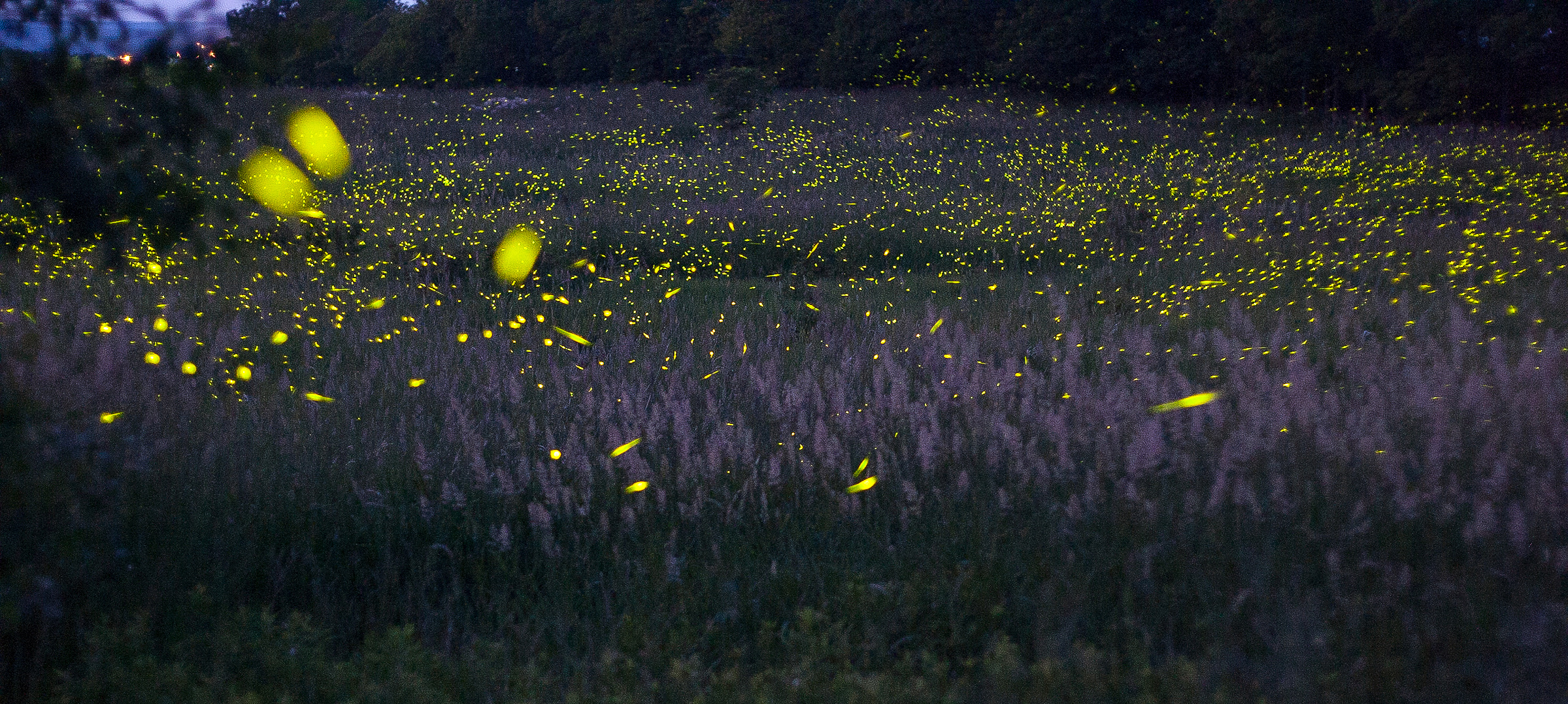 Hundreds of fireflies dance over a swamp.