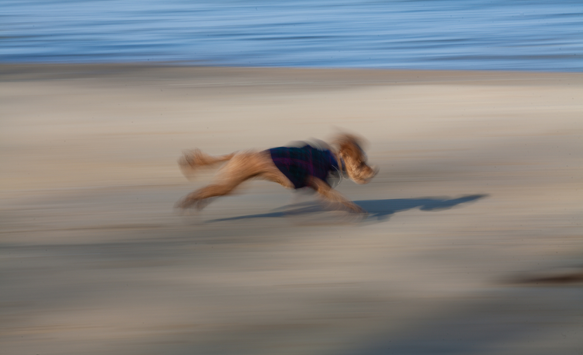 Dog runs on beach.  Camera pan and slow shutter speed make it abstract.